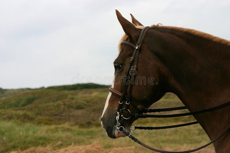 Cabeça De Cavalo Retrato Em Um Céu Nublado De Verão Foto Royalty Free,  Gravuras, Imagens e Banco de fotografias. Image 58973956