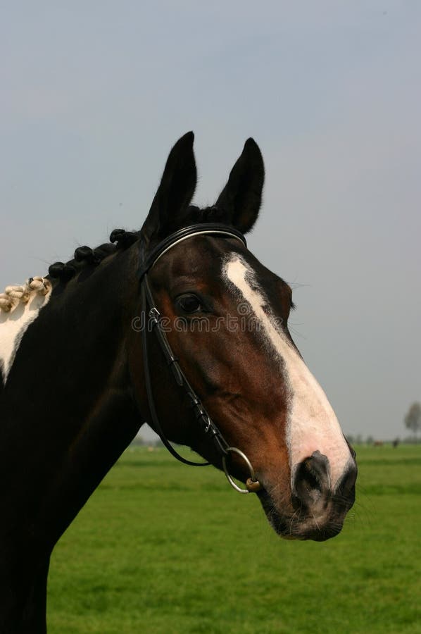 Cabeça De Cavalo Retrato Em Um Céu Nublado De Verão Foto Royalty Free,  Gravuras, Imagens e Banco de fotografias. Image 58973956