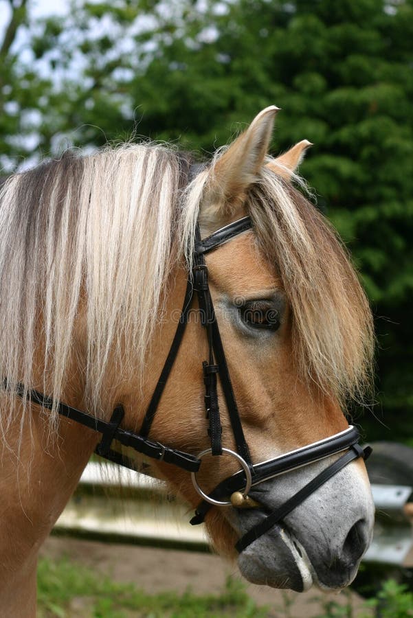 Cabeça De Cavalo Retrato Em Um Céu Nublado De Verão Foto Royalty Free,  Gravuras, Imagens e Banco de fotografias. Image 58973956