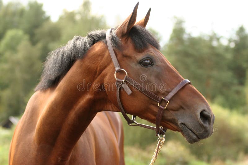 Horse Equestrian Show pulando, cavalo, mamífero, animais png