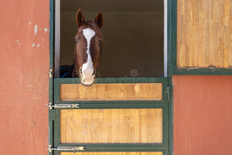 Cavalo Que Olha Para a Frente Imagem de Stock - Imagem de beleza, porta:  108436819