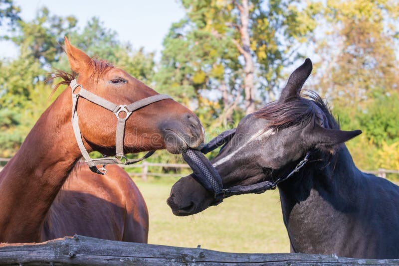 Um cavalo com uma mancha branca na cabeça está parado em frente a um fundo  branco.