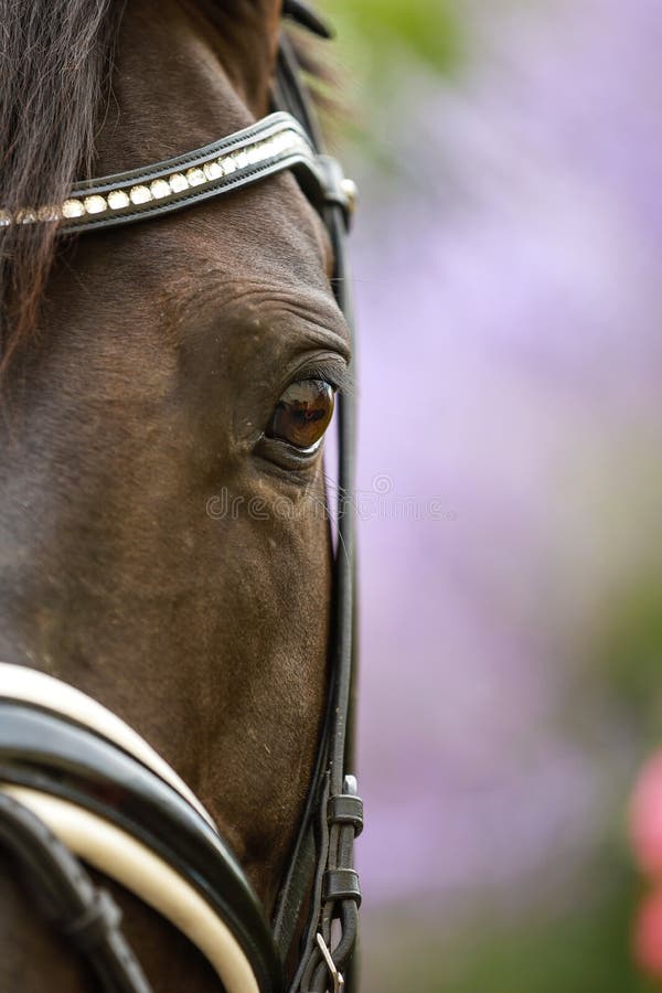 Cavalo na frente do espaço em branco