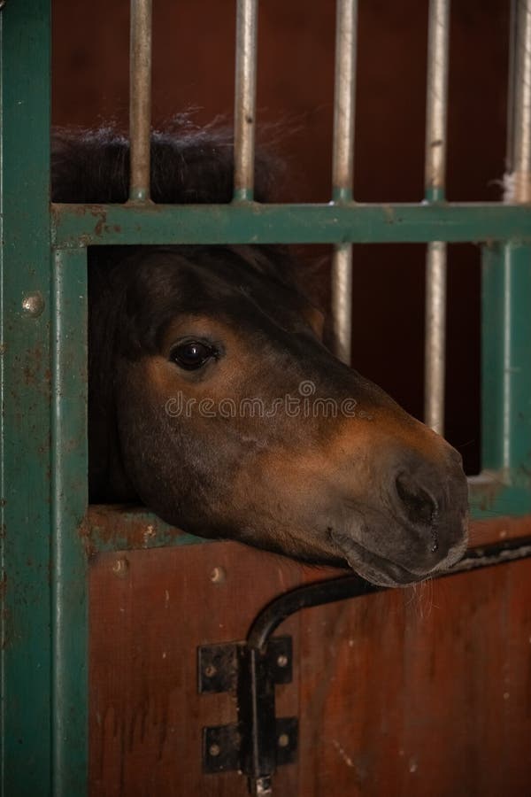 Fundo Cavalo De Frente Para A Câmera Na Frente De Um Estábulo Escuro Fundo,  Foto Do Animal Imagem de plano de fundo para download gratuito