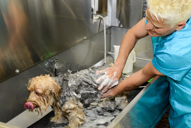 Cabeleireiro canino em uma clínica da beleza com cão
