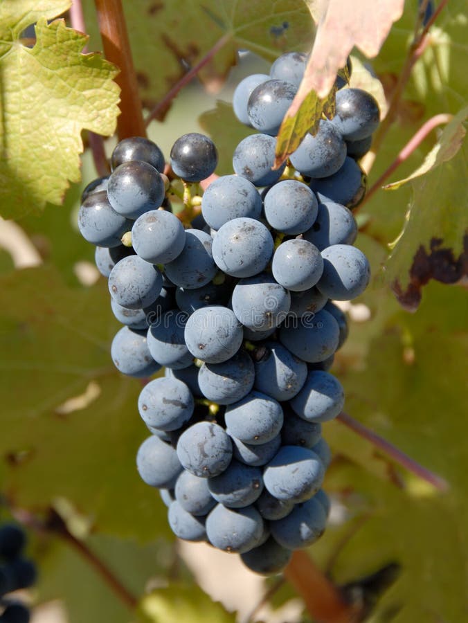 Cabernet Sauvignon Grapes