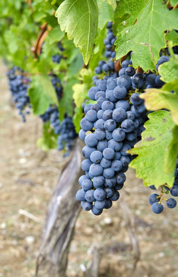 Cabernet Sauvignon Red Wine Grapes on the Vine 1