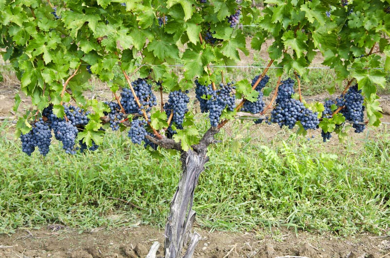 Cabernet Sauvignon Red Wine Grapes on the Vine 2