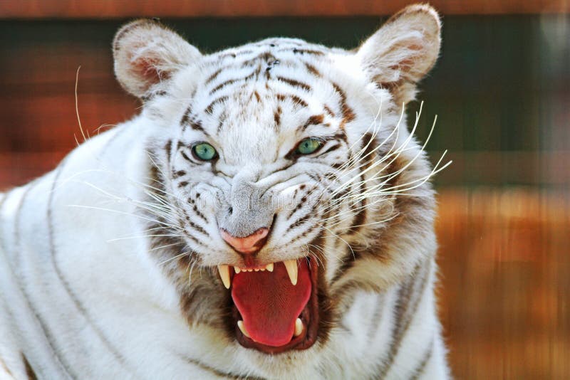 Cabeza blanca del tigre de Bengala imágenes de archivo libres de regalías Cabeza blanca del tigre de Bengala imágenes de archivo libres de regalías