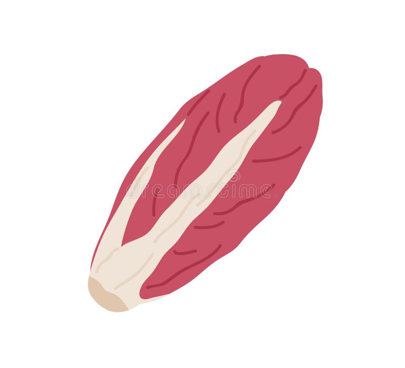 Cabeza de achicoria de hojas rojas. icono de radicchio fresco. vegetal. planta de alimentos crudos con hojas de magenta. vector pl libre illustration