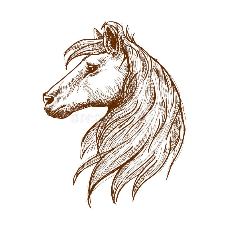 Cabeza de caballo salvaje con bosquejo del vintage de la melena que fluye ilustración del vector Cabeza de caballo salvaje con bosquejo del vintage de la melena que fluye ilustración del vector