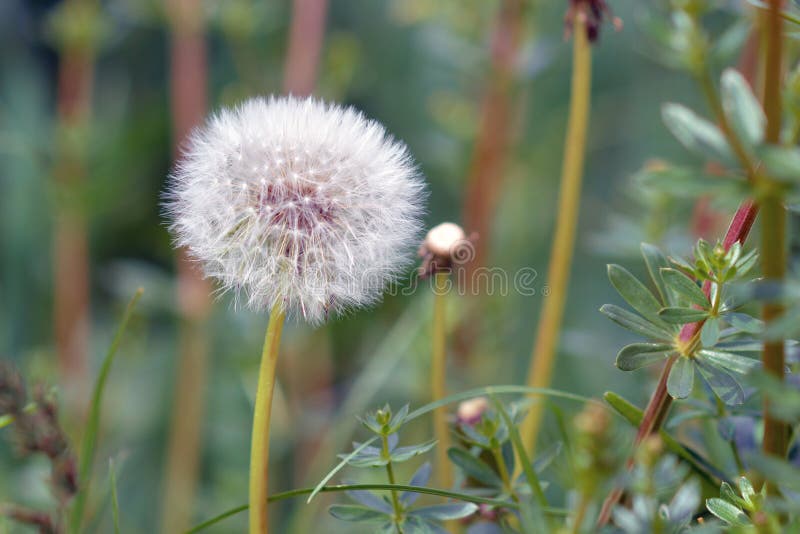 Cabeza de flor blanca del Taraxacum del diente de león integrada por pequeños seedheads numerosos en frente foto de archivo libre de regalías Cabeza de flor blanca del Taraxacum del diente de león integrada por pequeños seedheads numerosos en frente foto de archivo libre de regalías