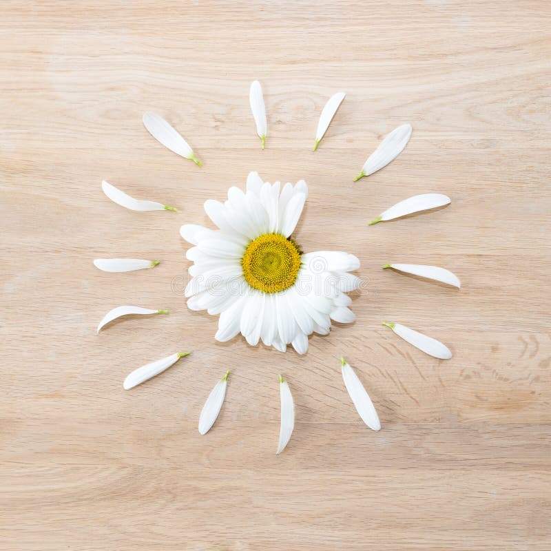 Cabeza de flor de la margarita con los pétalos imagen de archivo libre de regalías Cabeza de flor de la margarita con los pétalos imagen de archivo libre de regalías