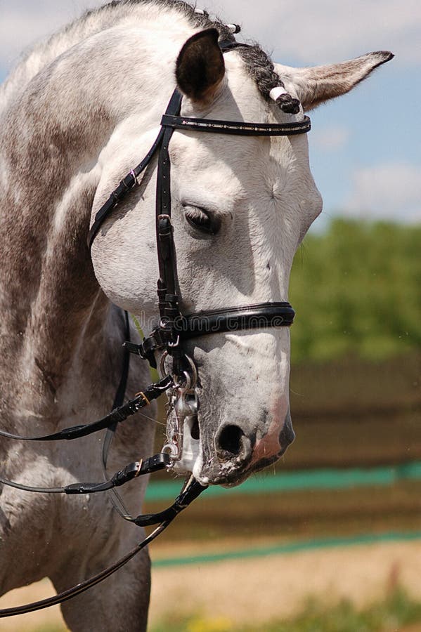 The head of gray horse. Equestrian sport. The head of gray horse. Equestrian sport