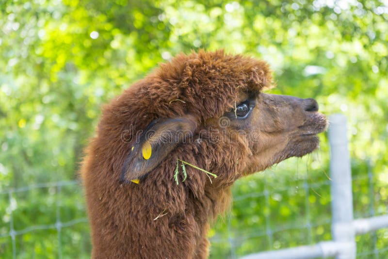 Cabeza de la alpaca del bebé de Brown imagen de archivo Cabeza de la alpaca del bebé de Brown imagen de archivo