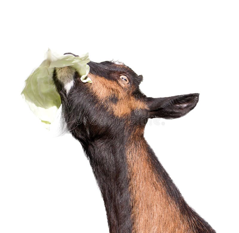 Goat craned up its neck and eats cabbage leaf. Isolated on white background. Goat craned up its neck and eats cabbage leaf. Isolated on white background.