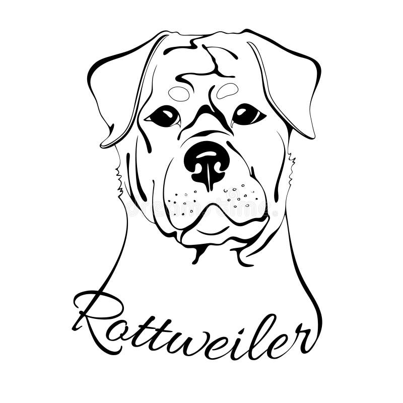 Cabeza De Rottweiler Ilustraciones Stock, Vectores, Y Clipart – (96  Ilustraciones Stock)