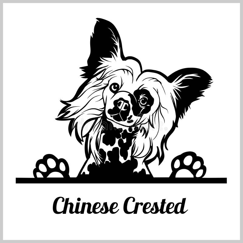 Dog head, Chinese Crested breed, isolated black and white illustration. Dog head, Chinese Crested breed, isolated black and white illustration