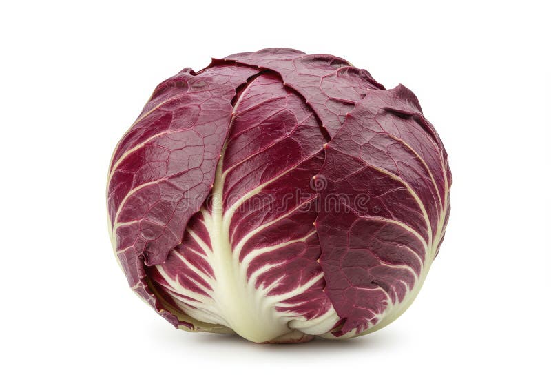 Cabeza de Radicchio aislada en verduras de ensalada cruda de fondo blanco ilustración del vector