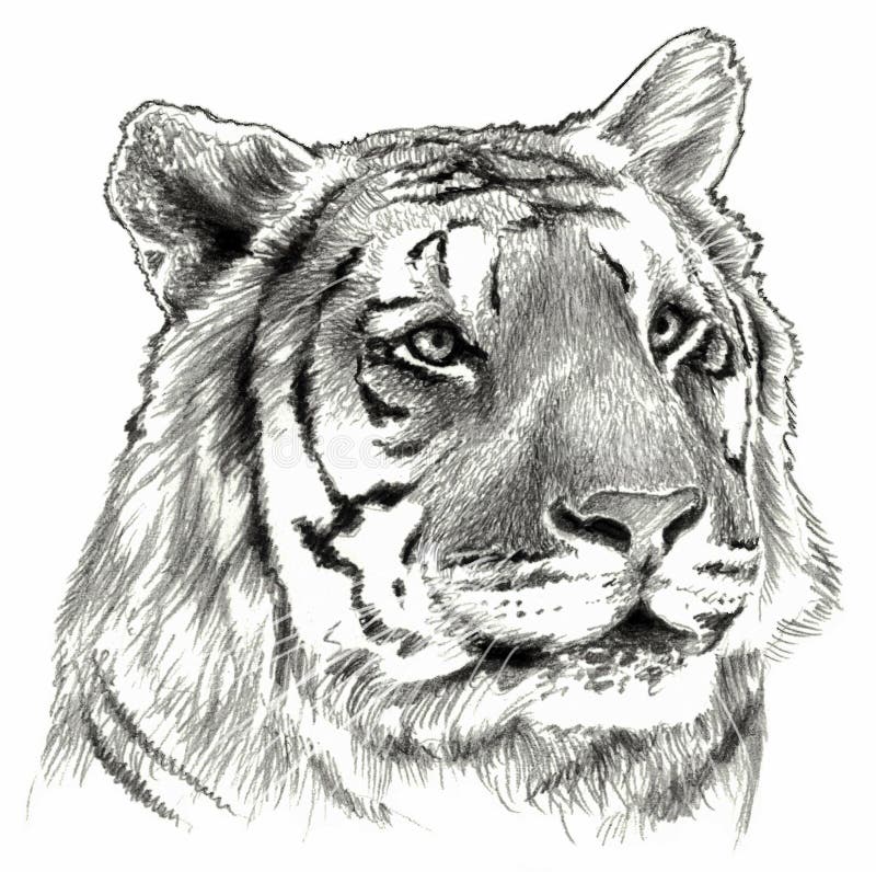 Cabeza De Tigres. Ilustración De Dibujo a Lápiz Stock de ilustración -  Ilustración de tatuaje, cara: 211078012