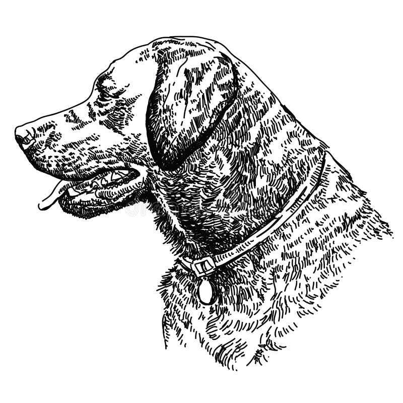 Cabeza del labrador retriever ilustración del vector Cabeza del labrador retriever ilustración del vector