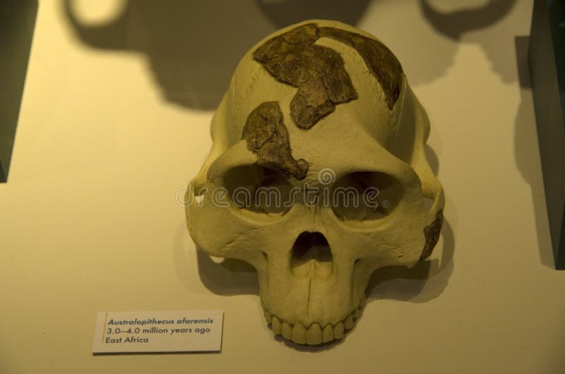 Cabeza esquelética humana antigua en el museo de Harvard de la historia natural fotografía de archivo Cabeza esquelética humana antigua en el museo de Harvard de la historia natural fotografía de archivo
