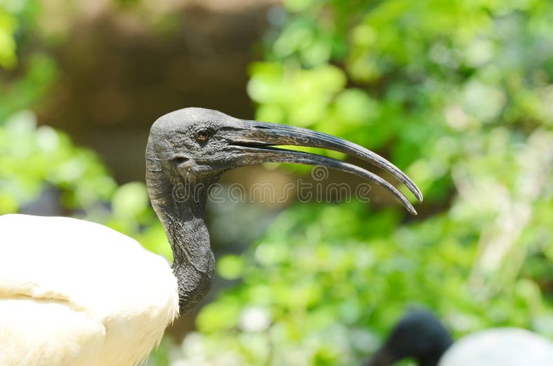 Cabeza negra Ibis fotos de archivo Cabeza negra Ibis fotos de archivo