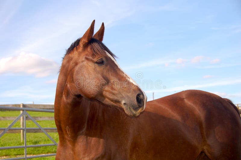 An Irish x Selle Francais liver chestnut gelding in a field, looking into the distance with his ears up. An Irish x Selle Francais liver chestnut gelding in a field, looking into the distance with his ears up.