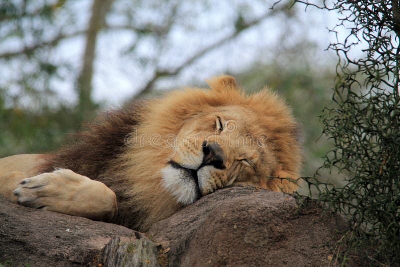 Cabeça adormecida do leão na rocha no retrato do close up