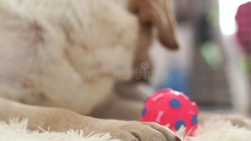 Cabeça ascendente próxima do cão bege de Labrador que encontra-se no assoalho com bola e que olha na câmera Focinho e cão de Labr