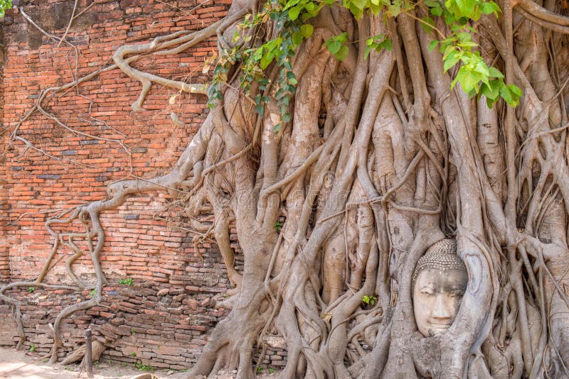 A cabeça da Buda na árvore fotografia de stock A cabeça da Buda na árvore fotografia de stock