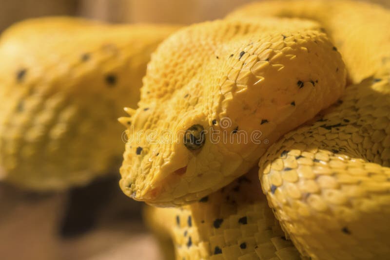 Cabeça da palma-Pitviper amarela da pestana imagens de stock royalty free Cabeça da palma-Pitviper amarela da pestana imagens de stock royalty free