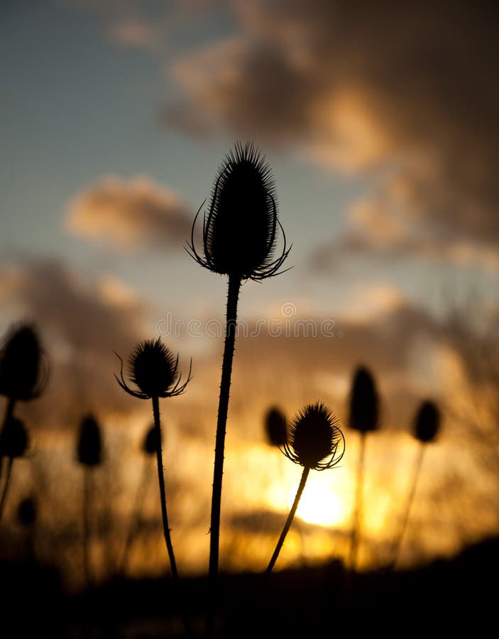 Cabeça da semente de Twezel no por do sol fotos de stock Cabeça da semente de Twezel no por do sol fotos de stock