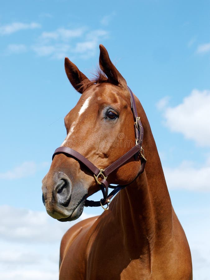 A head shot of a chestnut horse against the sky. A head shot of a chestnut horse against the sky