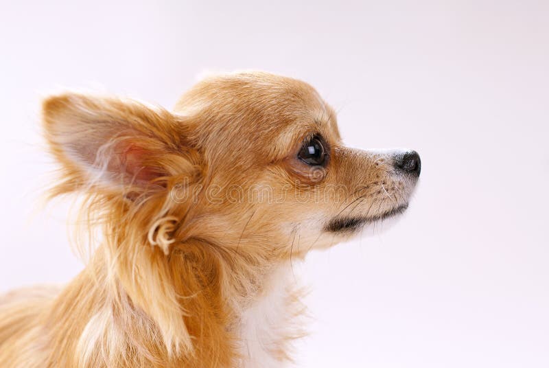 Cabeça de cão da chihuahua no close-up do perfil