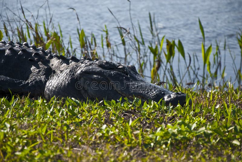 Cabeça de Jacaré Adormecido foto de stock