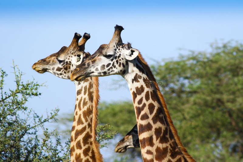 Cabeça de três girafas imagem de stock royalty free Cabeça de três girafas imagem de stock royalty free
