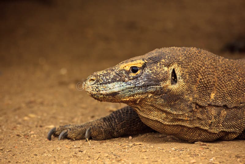 Cabeça de Dragão-de-Komodo (Varanus komodoensis) fotografia de stock