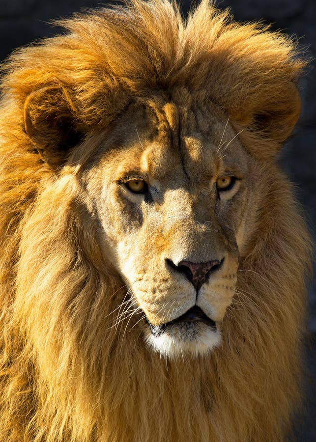 Closeup of a lion lightened by the morning sun. Closeup of a lion lightened by the morning sun.