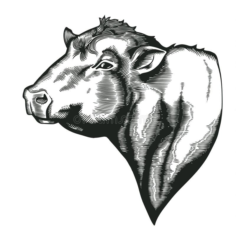 Cabeça do touro da raça do dangus tirado no estilo do bloco xilográfico do vintage Animal de exploração agrícola isolado no fundo ilustração stock Cabeça do touro da raça do dangus tirado no estilo do bloco xilográfico do vintage Animal de exploração agrícola isolado no fundo ilustração stock