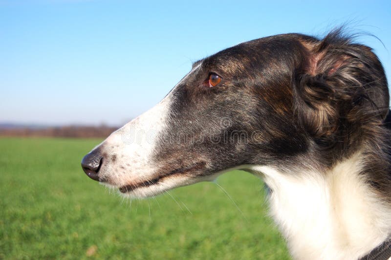 Head of Russian wolfhound - Borzoi. Dog is waiing for uning. Head of Russian wolfhound - Borzoi. Dog is waiing for uning