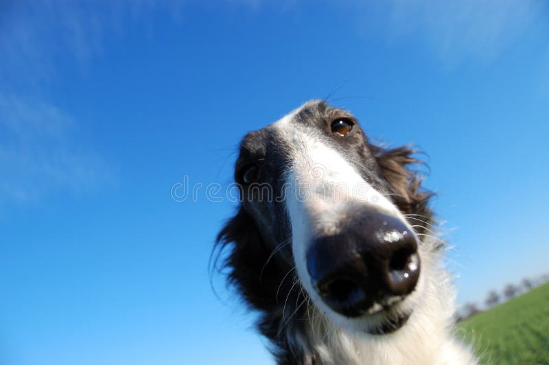 Head of Russian wolfhound - Borzoi - against blue sky. Head of Russian wolfhound - Borzoi - against blue sky