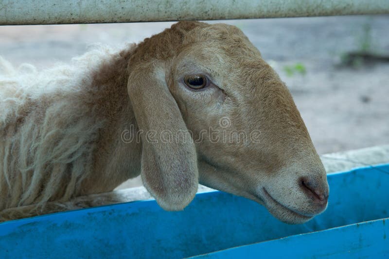 Cabeça dos carneiros na exploração agrícola imagem de stock Cabeça dos carneiros na exploração agrícola imagem de stock