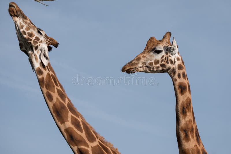 Cabeça e pescoço de dois girafas, fotografados contra o céu azul claro no porto Lympne Safari Park perto de Ashford, Kent, Reino foto de stock royalty free Cabeça e pescoço de dois girafas, fotografados contra o céu azul claro no porto Lympne Safari Park perto de Ashford, Kent, Reino foto de stock royalty free