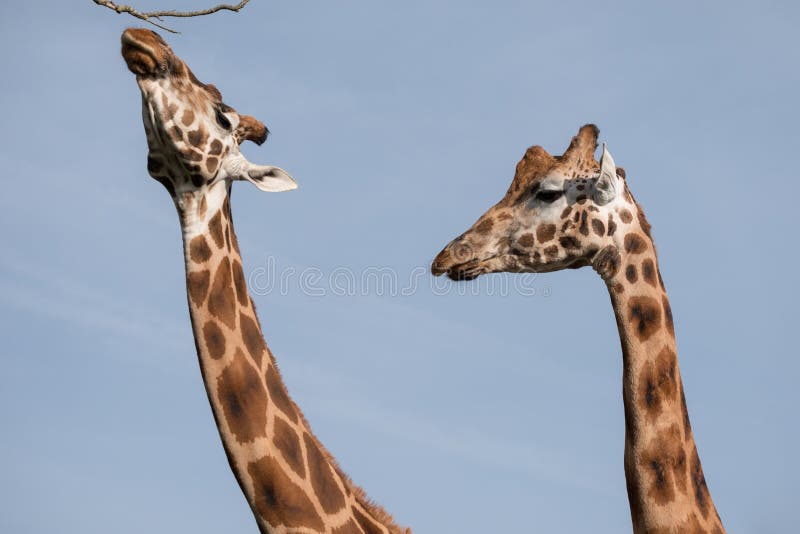 Cabeça e pescoço de dois girafas, fotografados contra o céu azul claro no porto Lympne Safari Park perto de Ashford, Kent, Reino imagens de stock Cabeça e pescoço de dois girafas, fotografados contra o céu azul claro no porto Lympne Safari Park perto de Ashford, Kent, Reino imagens de stock