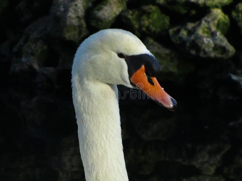 Cabeça e pescoço de um cisne branco mudo imagens de stock royalty free