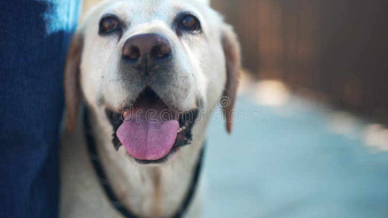 Cabeça fechada de labrador branco e bege em pé ao ar livre no dia ensolarado com dono irreconhecível. cão velho feliz