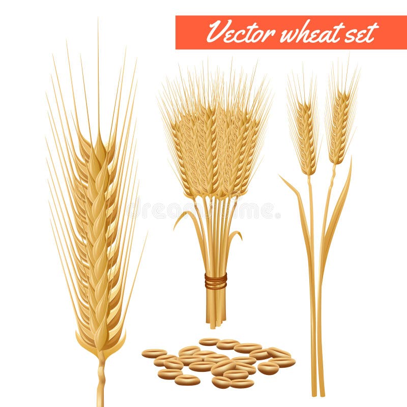 Cabeças da planta do trigo e cartaz da grão ilustração stock Cabeças da planta do trigo e cartaz da grão ilustração stock