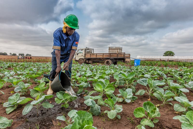 CABINDA/ANGOLA - 09 JUN 2010 - African farmer watering cabbage planting, Cabinda. Angola. stock photography CABINDA/ANGOLA - 09 JUN 2010 - African farmer watering cabbage planting, Cabinda. Angola. stock photography