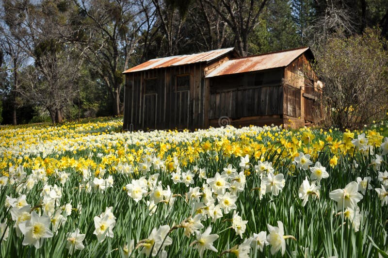 Cabine bij de Heuvel Californië van de Gele narcis royalty-vrije stock afbeeldingen Cabine bij de Heuvel Californië van de Gele narcis royalty-vrije stock afbeeldingen